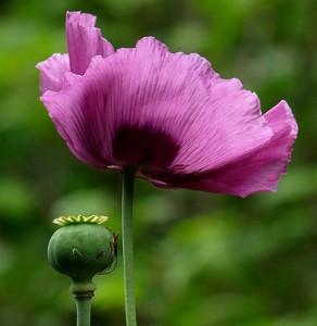 Pavot somnifère - Papaver somniferum