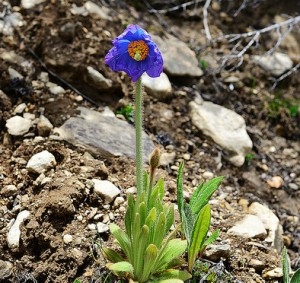 Pavot à feuilles simples - Meconopsis simplicifolia