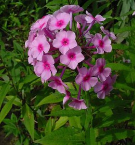 Phlox acuminé - Phlox acuminata