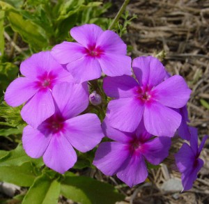 Phlox de Drummond - Phox Drummondi