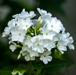 Phlox paniculé - Phox paniculata