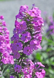 Phlox pyramidal - Phlox pyramidalis