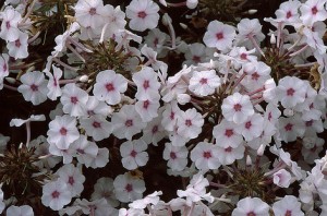 Planter des Phlox