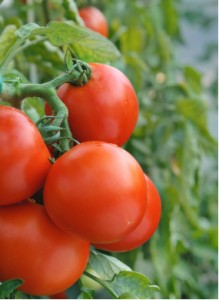 arrosage des tomates