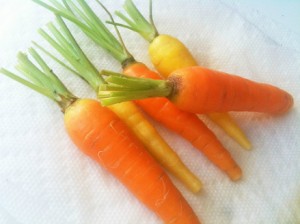 plantation carotte