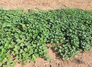 plantation patate douce