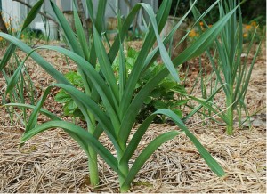 plantation poireaux