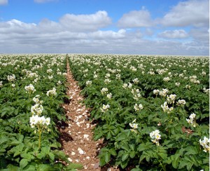 plantation pomme de terre