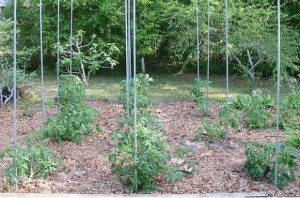 plantation tomate