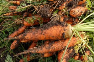 planter carottes