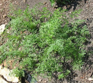 planter des carottes