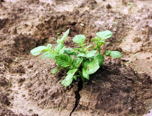 planter des pommes de terre