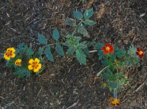 planter des tomates