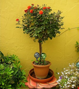 planter un rosier en pot