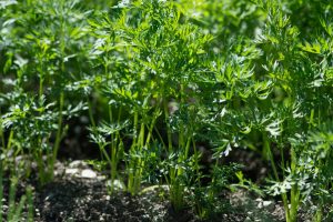 semer carottes