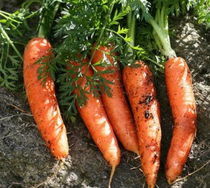 semer des carottes