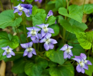 violette bigarrée - viola cucullata