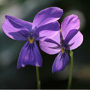 violette de l'Altaï - viola altaica