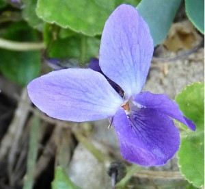 violette de Parme