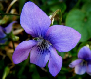 violette odorante - viola odorata