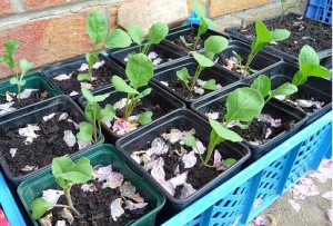 planter des brocolis