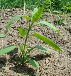 planter topinambour