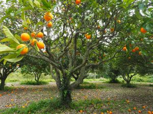 planter des orangers