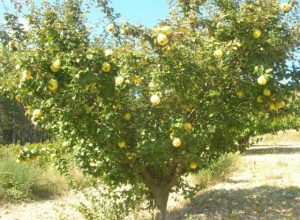 planter un cognassier