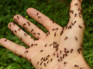 lutter contre les fourmis