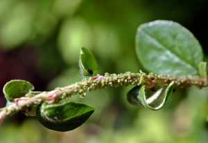 lutter contre les pucerons