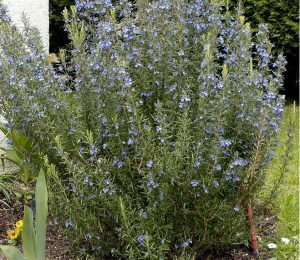 planter du romarin