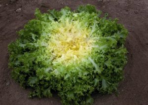 chicorée frisée