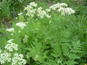 planter du cerfeuil