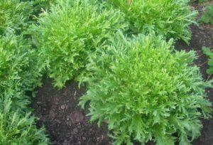 salade frisée