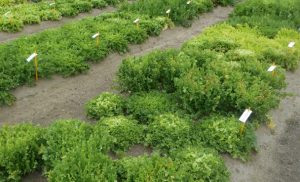 salade frisée culture
