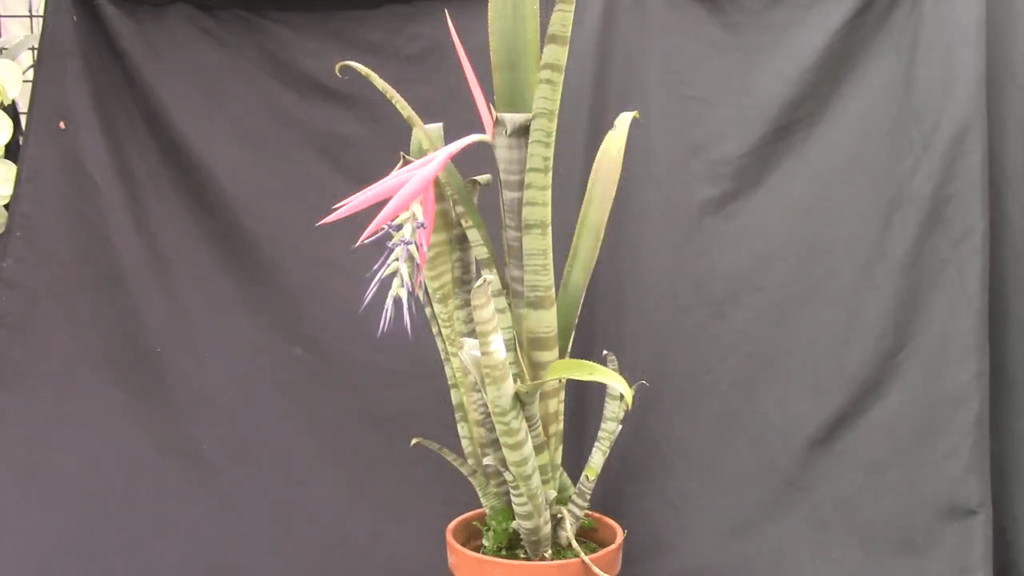 Billbergia