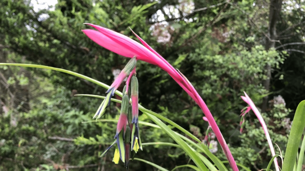 Billbergia nutans