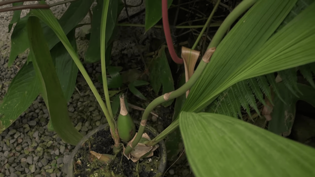 Bulbe Peristeria elata