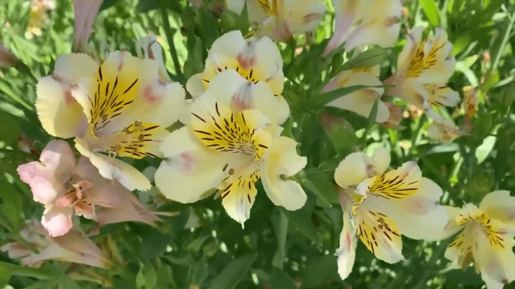 CULTURE LIS DES INCAS (ALSTROEMERIA)