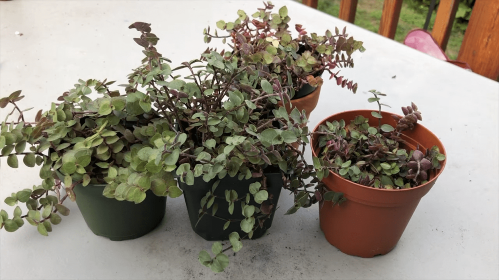 Callisia Repens