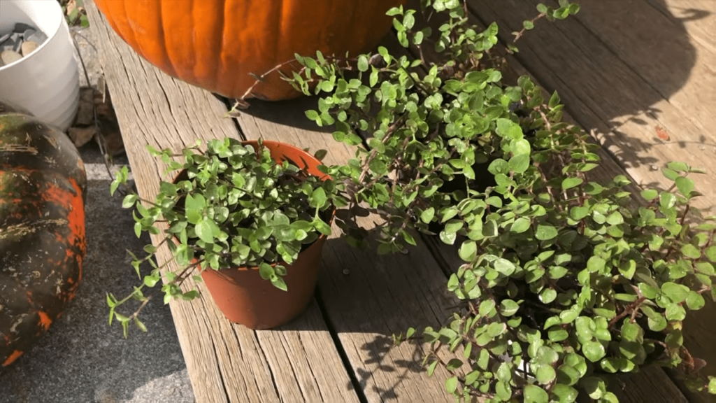Callisia Repens culture