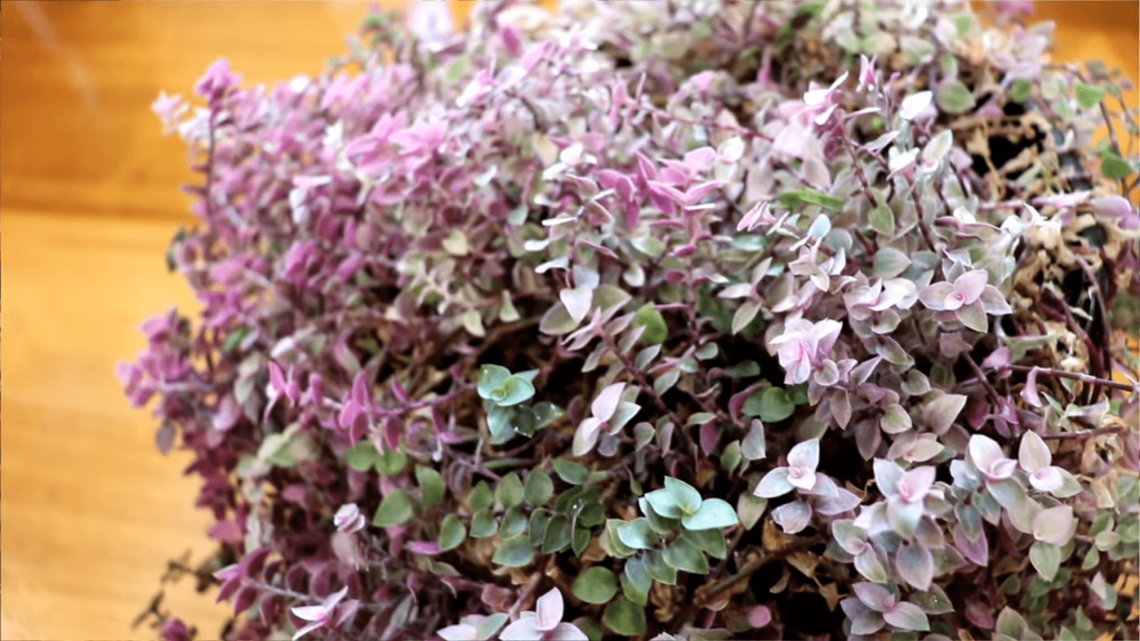 Callisia Repens pink