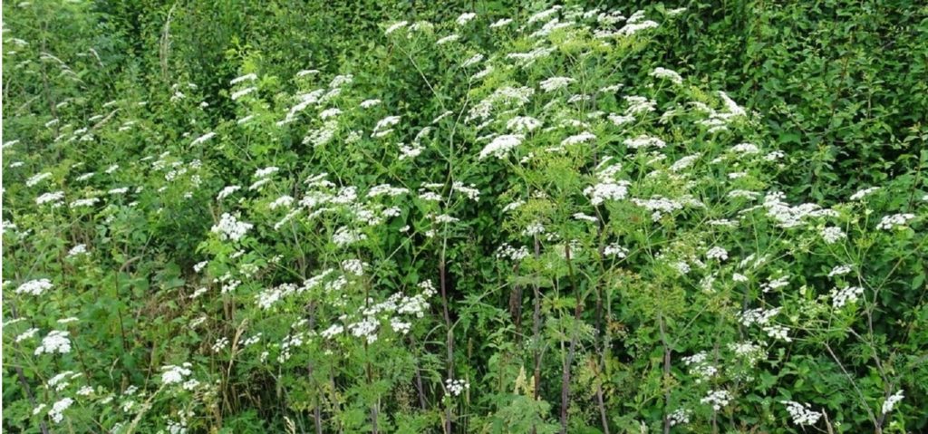 Cerfeuil tubereux plante