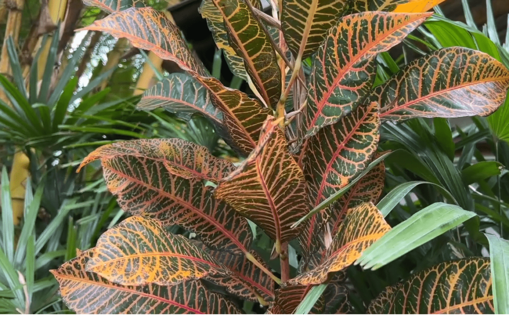 Codiaeum Croton Magnifiscent