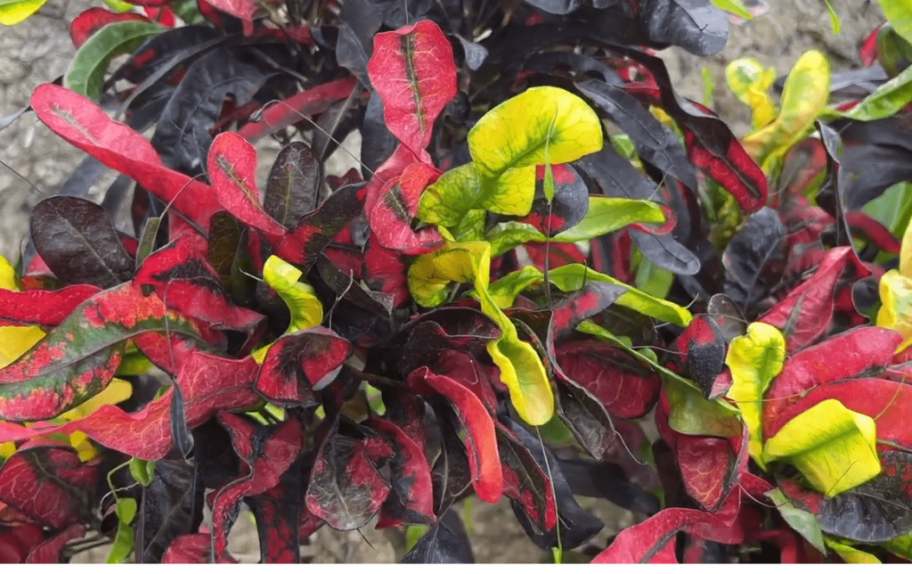 Codiaeum Croton Mammy