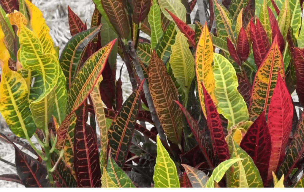 Codiaeum Croton petra