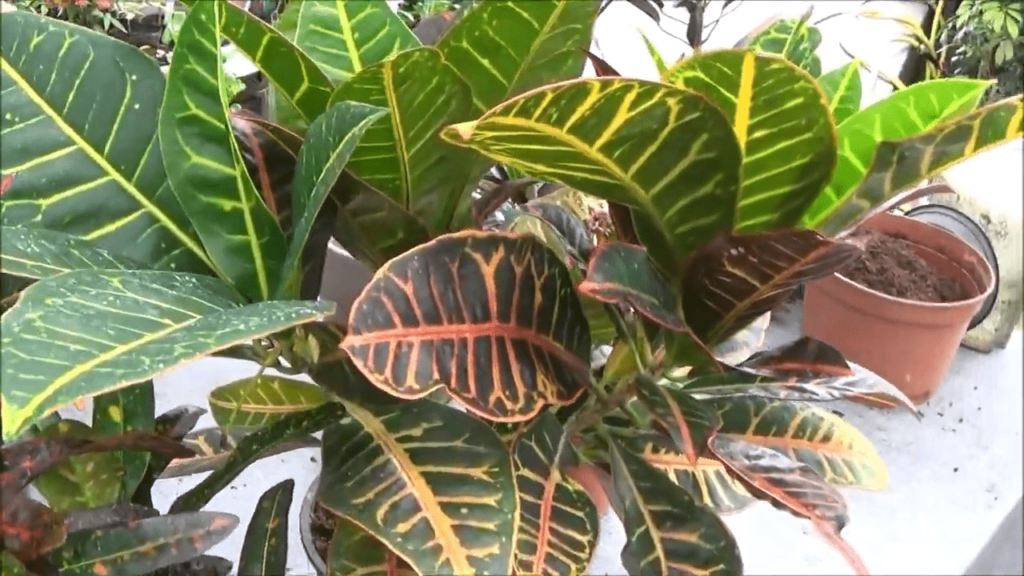 Codiaeum Croton