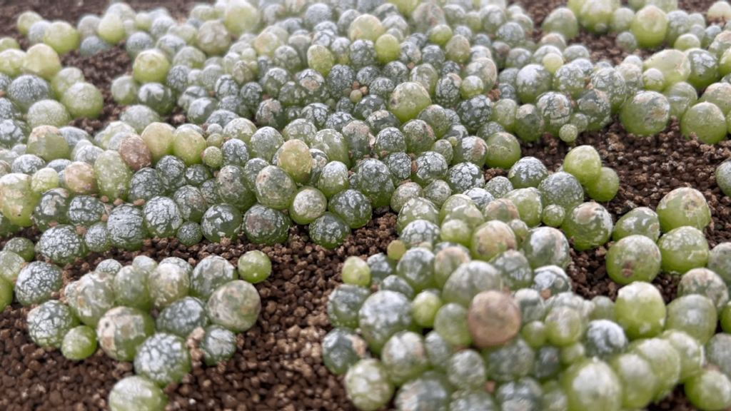 Conophytum