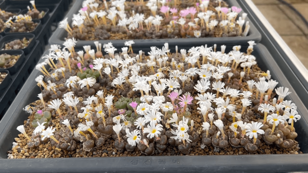 Conophytum culture