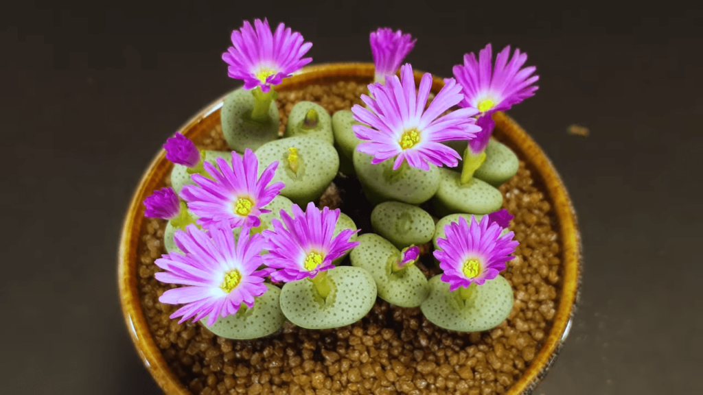 Conophytum en pot